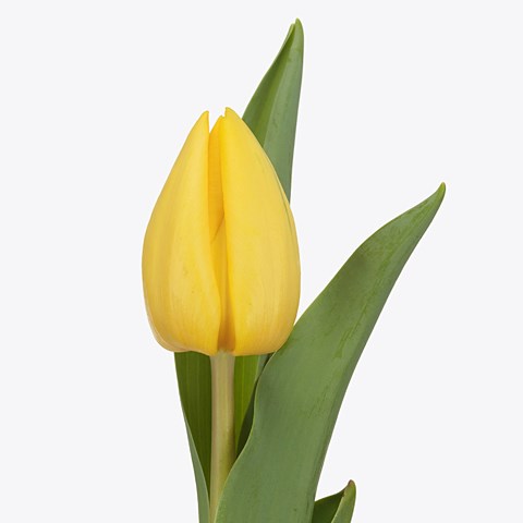 Tulips Yellow Master