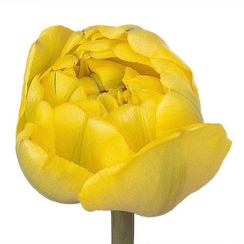 Tulips Yellow Pompenette