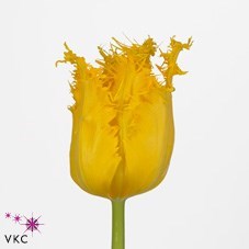 Tulips Yellow Valery