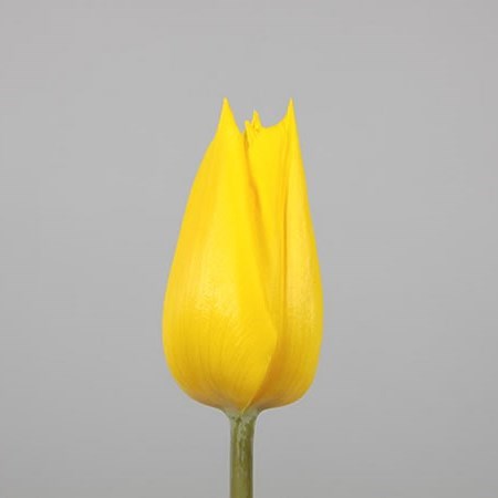 Tulips Yokohama
