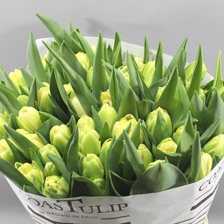 Tulips Yukon