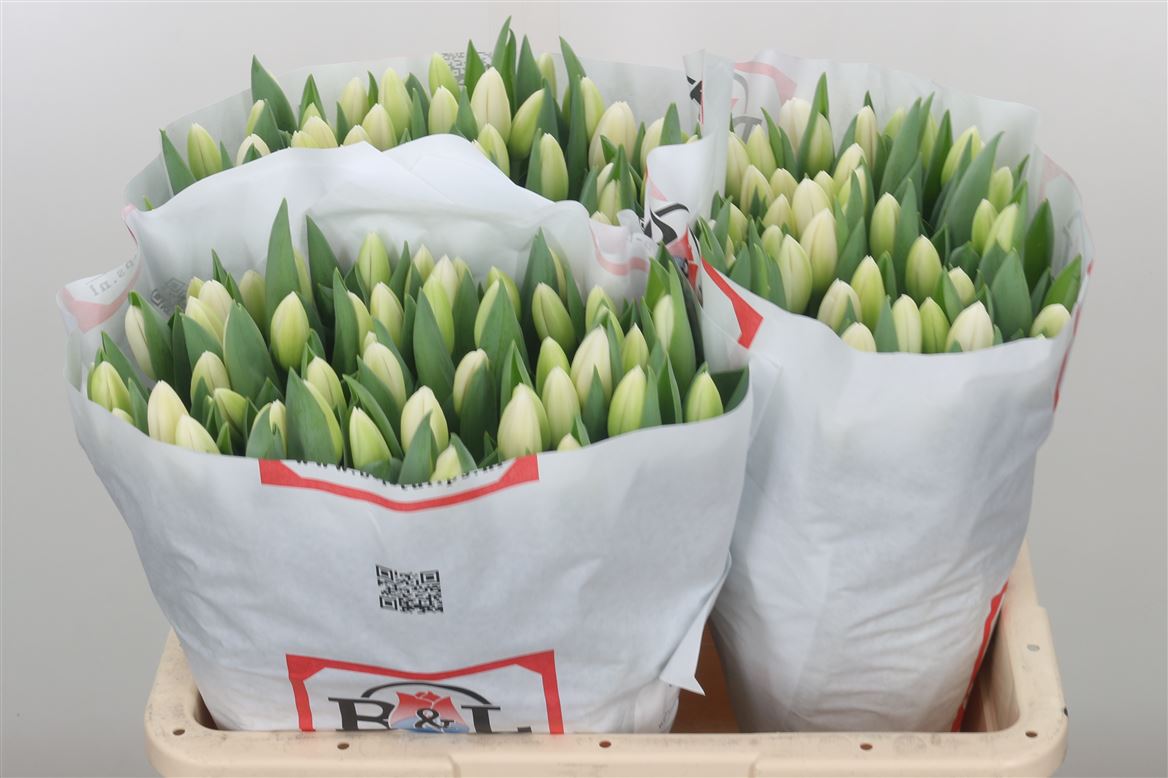 Tulips Silentia