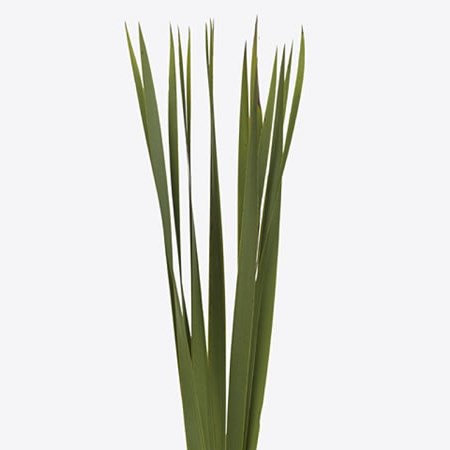 Typha Grass
