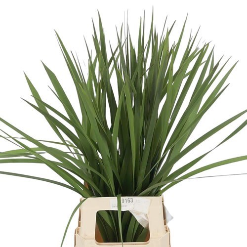 Typha Grass