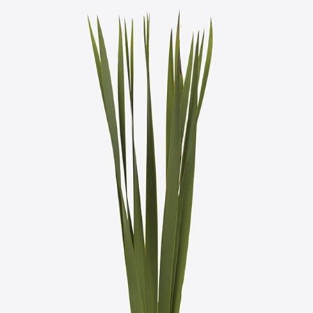 Typha Grass