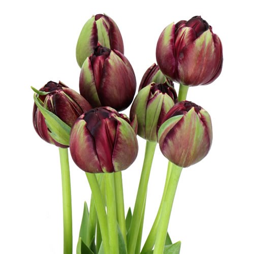 TULIPS - FRENCH BLACK HERO