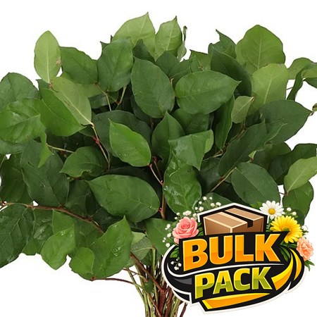 USA Gaultheria Salal Tips (25 bunch Bulk Pack)