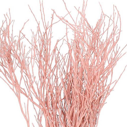 VACCIUNIUM DYED APRICOT