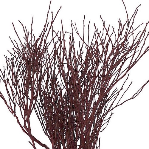 VACCIUNIUM DYED BURGUNDY