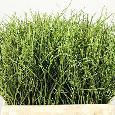 VACCIUNIUM HUCKLEBERRY