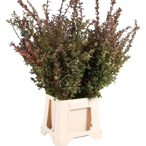 VACCIUNIUM SWEET HUCKLEBERRY