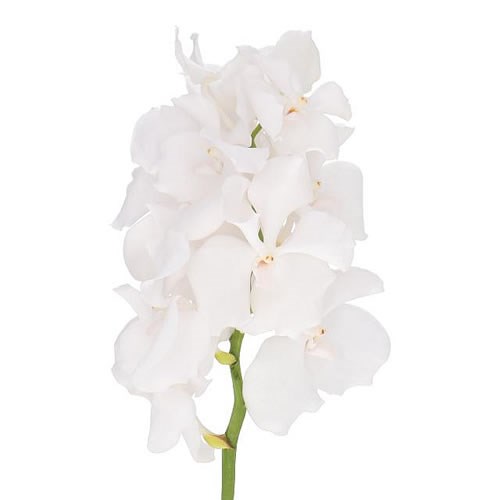 VANDA ORCHID - KANCHANA ANSU NO 1