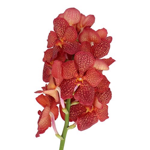 VANDA ORCHID - LAVA