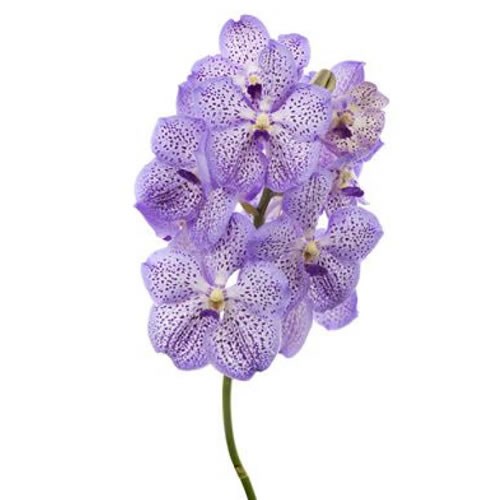VANDA ORCHID MAUVE SPOT