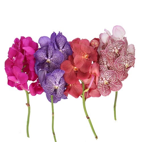 VANDA ORCHID MIX (COLS MAY VARY)