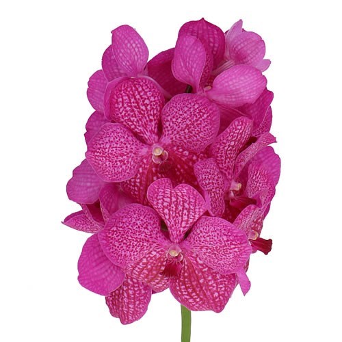 VANDA ORCHID - NITAYA ROSY