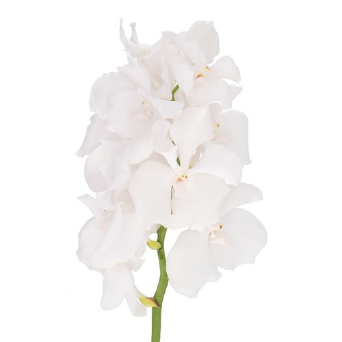 VANDA ORCHID - NO 1
