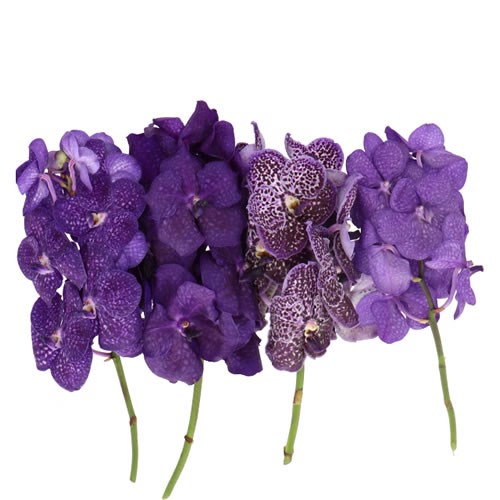 VANDA ORCHID - PURPLE MIX