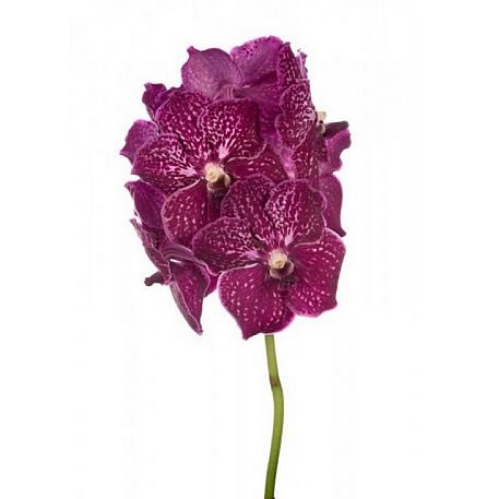 VANDA ORCHID - RUBY LOVE