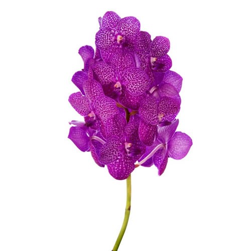VANDA ORCHID - RUBY PINK