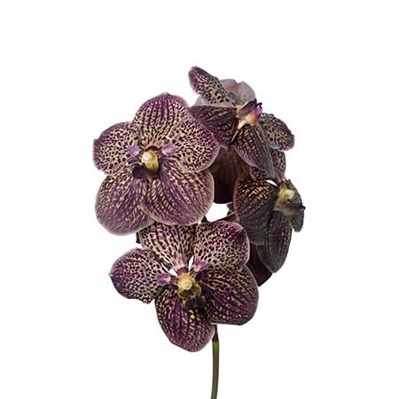 VANDA ORCHID - SUNANDA CHOCOLATE BROWN