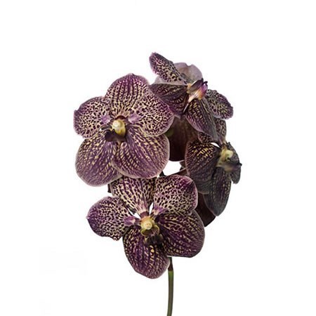 VANDA ORCHID - SUNANDA CHOCOLATE BROWN