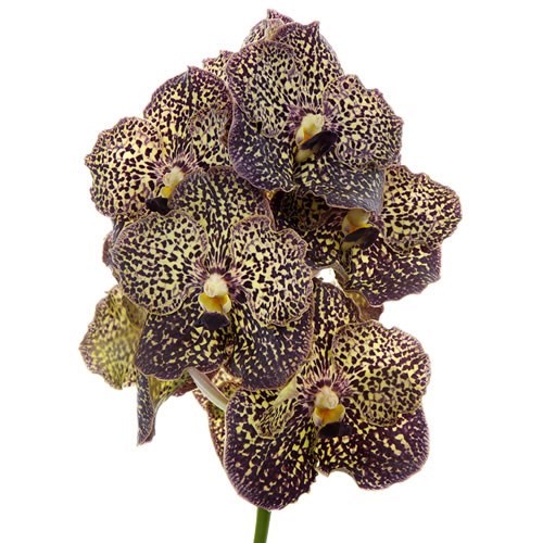 VANDA ORCHID - SUNANDA OCELOT MOCHA