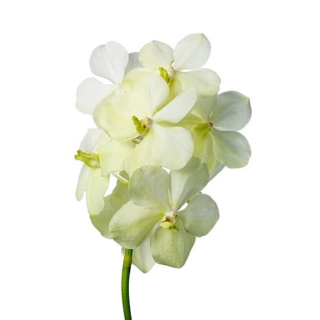 VANDA ORCHID - TAYANEE DIAMOND WHITE