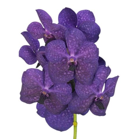 VANDA ORCHID - TAYANEE MAXI DEEP BLUE