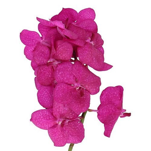 VANDA  ORCHID - TAYANEE MINI CERISE