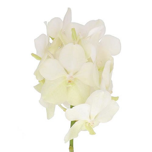 VANDA ORCHID - TAYANEE MINI WHITE