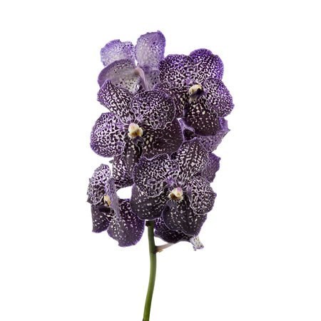 VANDA SUNANDA ORCHID - JEFF LEATHAM