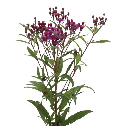 VERNONIA CRINITA