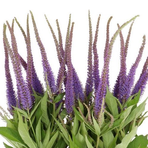 VERONICA APOLLO