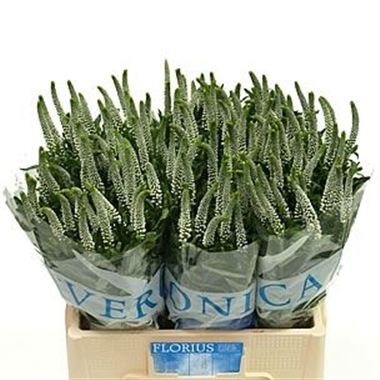 VERONICA CAYA