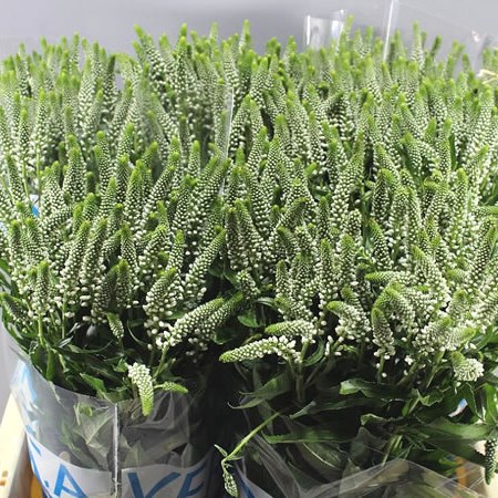 VERONICA CAYA (SPRAY)