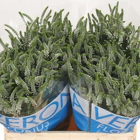VERONICA CAYA (SPRAY)