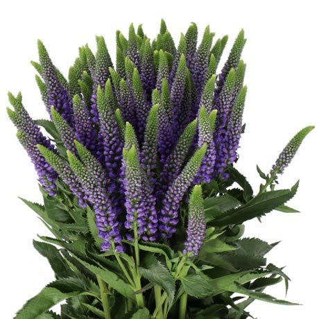 VERONICA CLEA DIANA (SPRAY)