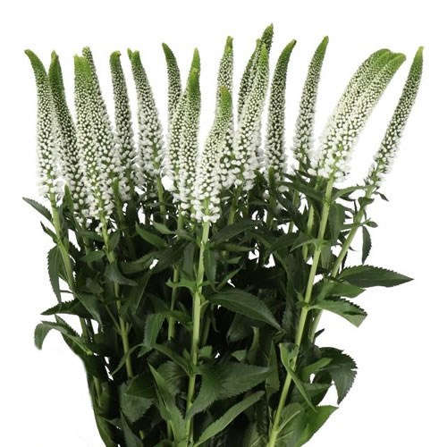 VERONICA SMART CAYA