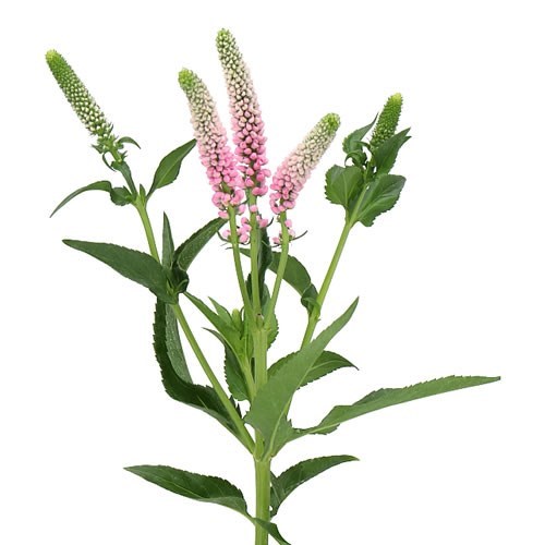 VERONICA SMART ENJOYCE (SPRAY)