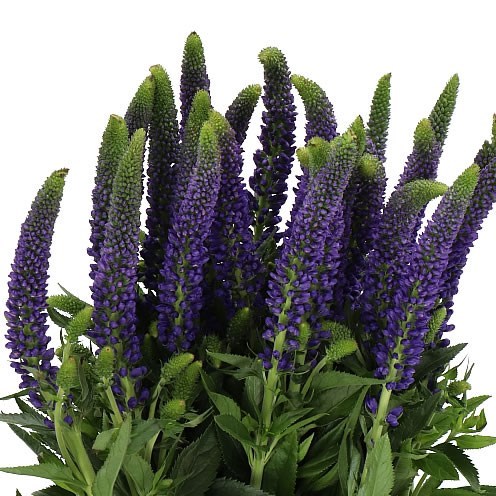 VERONICA SMART NAVY