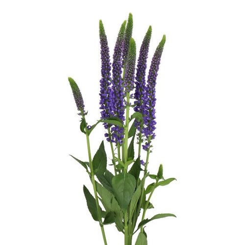 VERONICA SMART NAVY (SPRAY)