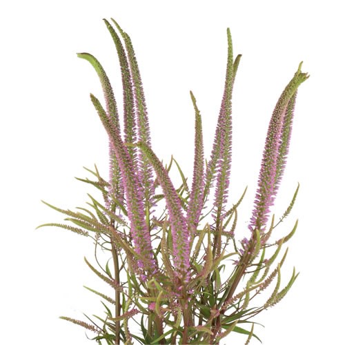 VERONICASTRUM PINK FASCINATION
