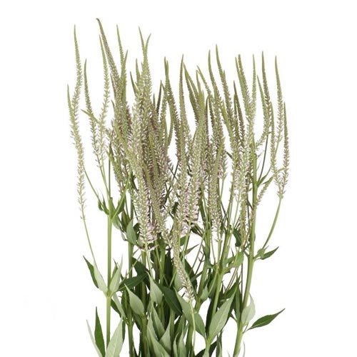 VERONICASTRUM PINK GLOW