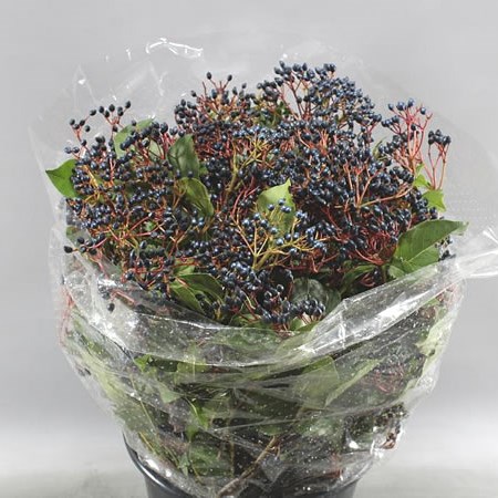 VIBURNUM BLUE BERRY
