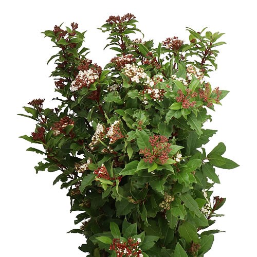 VIBURNUM ANVI