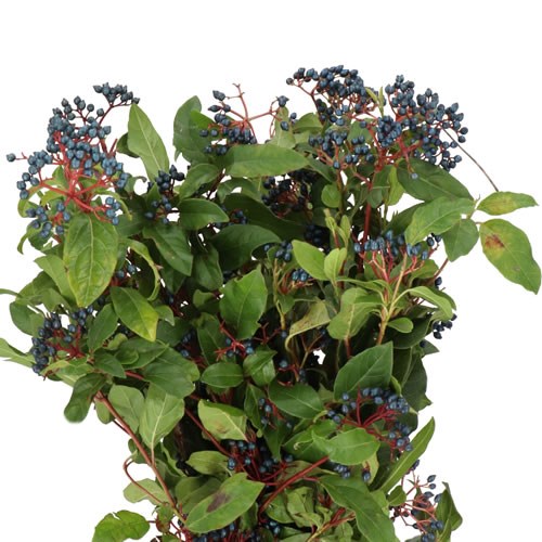 VIBURNUM BLUE BERRY