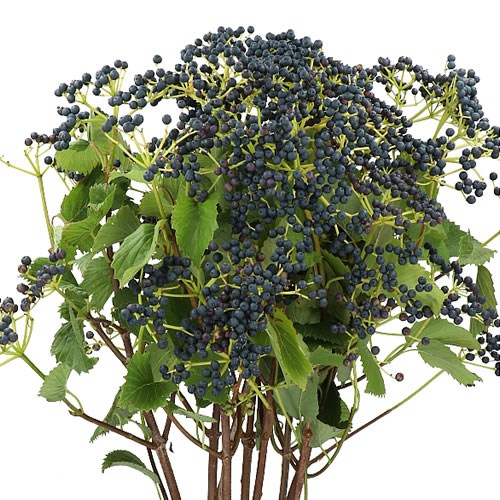 VIBURNUM BLUEBERRY HILL