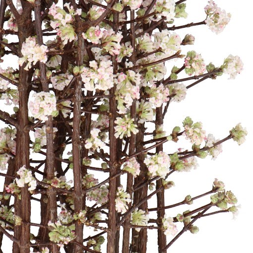 VIBURNUM BODNANTENSE