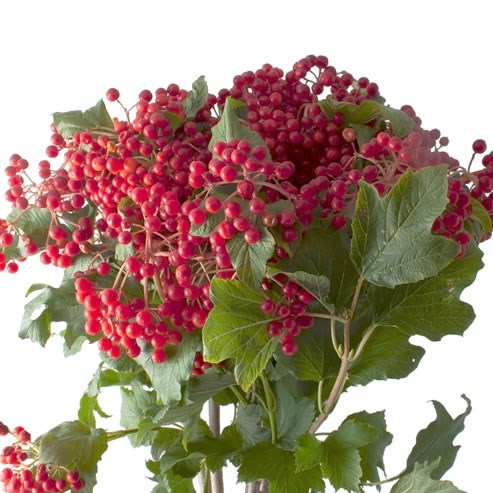 VIBURNUM COMPACTUM RED